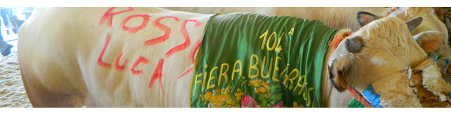 bannerstoriacarru